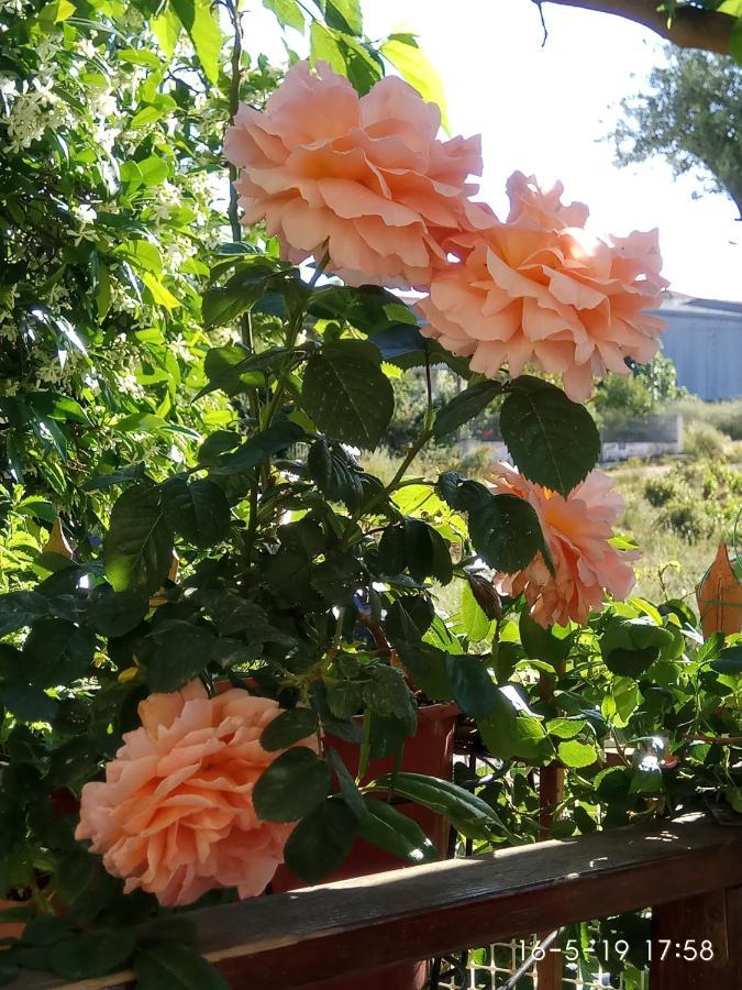 Georgias House 7 Min From Athens Airport Artemida (Attica)
